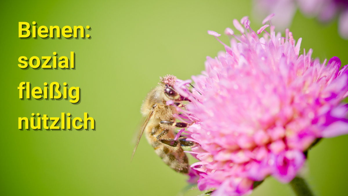 Bienen - Steckbrief.png Bienen - Steckbrief.png